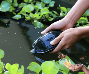 Phóng sinh - Trao gửi lòng từ bi, gieo duyên lành